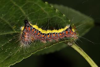 Acronicta cuspis - Erlen-Pfeileule, Raupe (2)