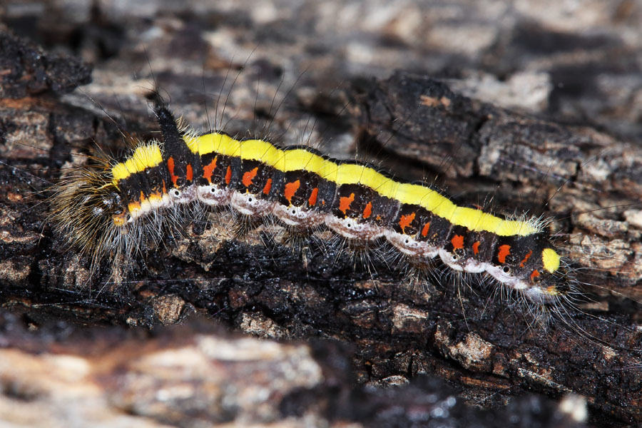 Acronicta psi - Pfeileule, Raupe