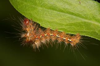 Acronicta rumicis - Ampfereule, Raupe (1)