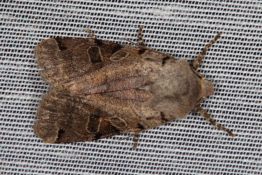 Agrochola litura - Schwarzgefleckte Herbsteule, Falter Lichtfang