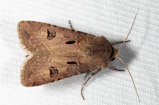 Agrotis exclamatiomis - Ausrufungszeichen, Falter Lichtfang