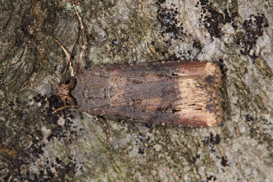 Agrotis ipsilon - Ypsiloneule, Falter auf Baumstamm