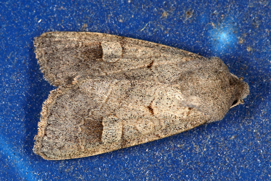 Ammoconia caecimacula - Graubraune Frühherbsteule, Falter Lichtfalle