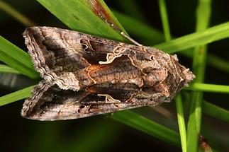 Autographa gamma - Gamma-Eule, Falter Oberseite