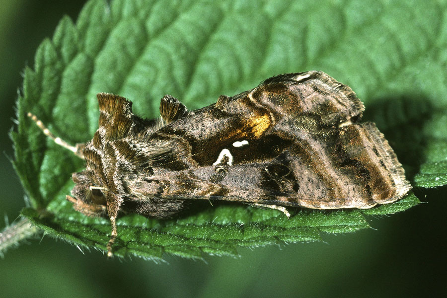 Autographa pulchrina - Ziest-Silbereule, Falter Seite