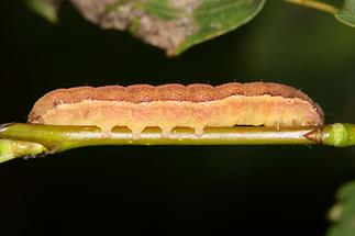 Chloantha hyperici Ruderalflur-Johanneskrauteule - kein dt. Name bekannt, Raupe