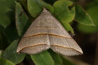 Colobochyla salicalis - Weiden-Spannereule, Falter Oberseite