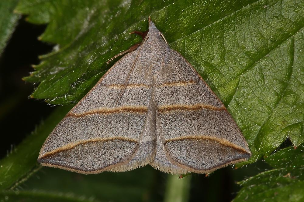 Colobochyla salicalis - Weiden-Spannereule