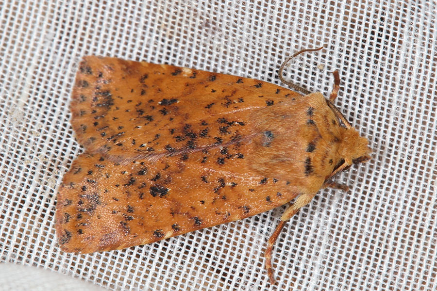 Conistra rubiginea - Rost-Wintereule, Falter Lichtfang