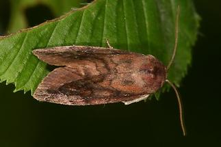 Cosmia pyralina - Violettbraune Ulmeneule, Falter Seite