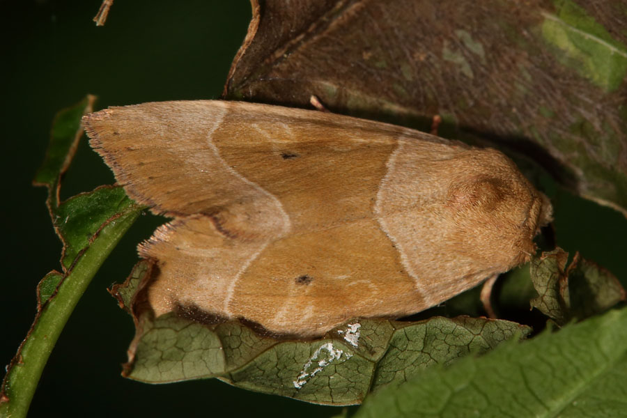 Cosmia trapezina - Trapezeule, Falter Oberseite