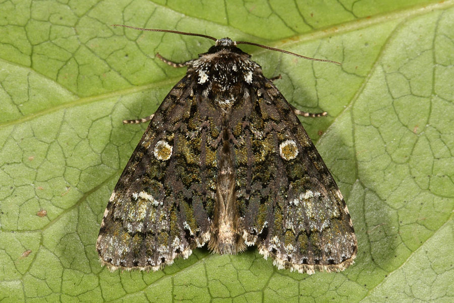 Craniophora ligustri - Liguster-Rindeneule, Falter oben