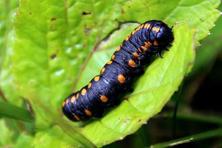 Cucullia lucifuga - Kräuter-Mönch, Raupe