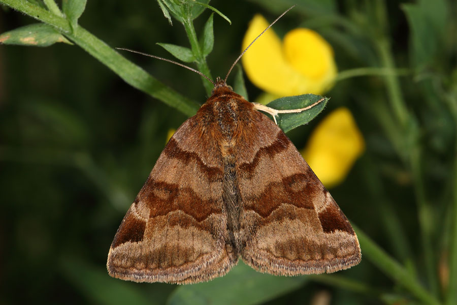 Euclidia glyphica - Braune Tageule, Falter Oberseite