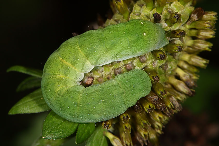 Euplexia lucipara - Gelbfleck-Waldschatteneule, Raupe