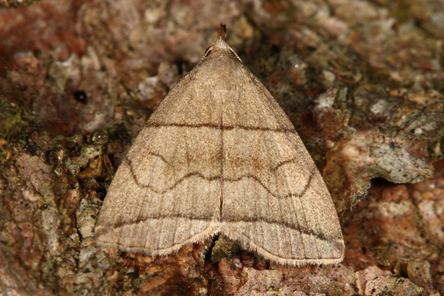 Herminia grisealis - Bogenlinien-Spannereule, Falter Oberseite