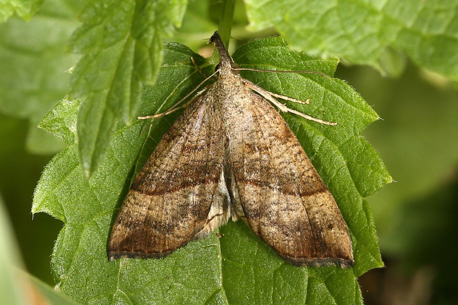 Hypena proboscidalis - Nessel-Schnabeleule, Falter Oberseite