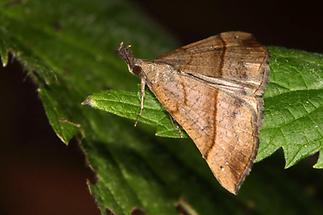 Hypena proboscidalis - Nessel-Schnabeleule, Falter Oberseite (2)