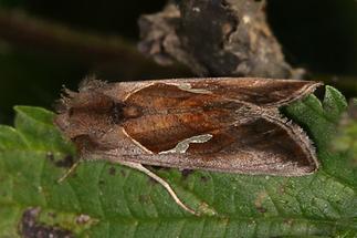 Macdunnoughia confusa - Schafgarben-Silbereule, Falter Oberseite