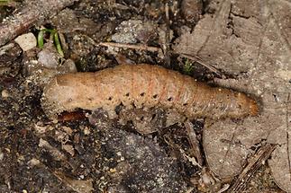 Noctua fimbriata - Bunte Bandeule, erwachsene Raupe