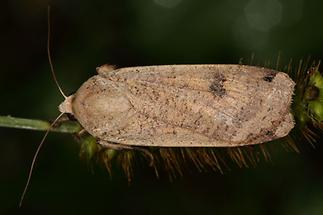 Noctua pronuba - Hausmutter, Falter