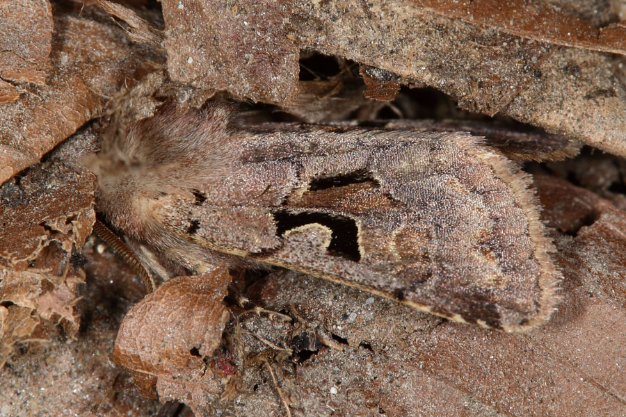 Orthosia gothica - Gothica-Kätzcheneule, Falter Seitenansicht