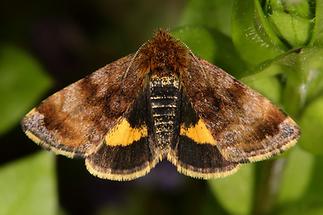 Panemeria tenebrata - Hornkraut-Tageulchen, Falter Oberseite