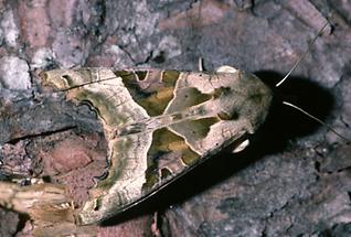 Phlogophora meticulosa - Achateule, Falter Oberseite