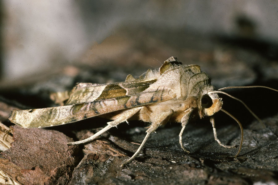 Phlogophora meticulosa - Achateule, Falter Seitenansicht