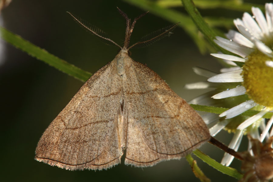 Polypogon tentacularia - Palpen-Spannereule, Falter Oberseite