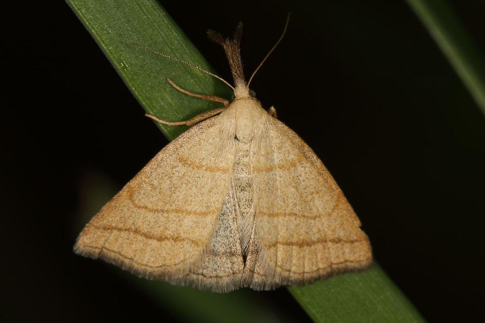 Polypogon tentacularia - Palpen-Spannereule, Falter Oberseite