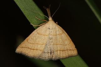 Polypogon tentacularia - Palpen-Spannereule, Falter Oberseite (2)