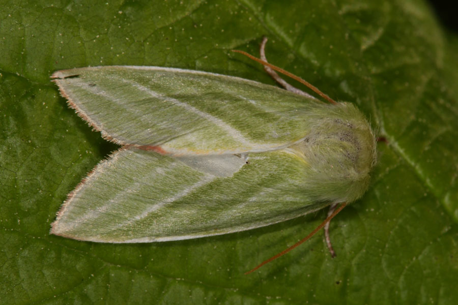 Pseudoips prasinana - Jägerhütchen, Buchenkahnspinner, Falter Oberseite