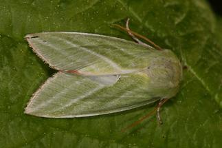 Pseudoips prasinana - Jägerhütchen, Buchenkahnspinner, Falter Oberseite