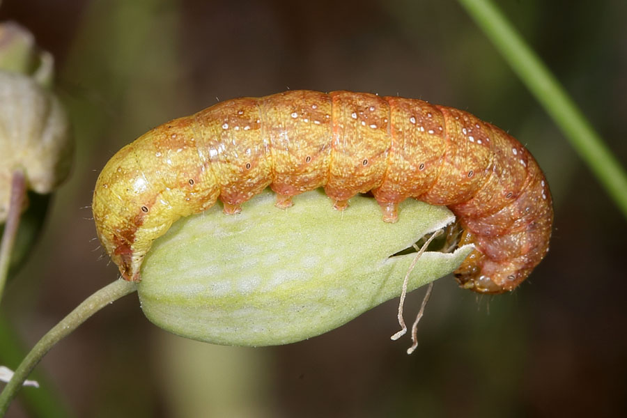 Sideridis rivularis - Violettbraune Kapseleule, Raupe