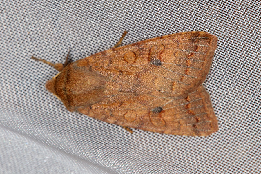 Sunira circellaris - Rötlichgelbe Herbsteule, Falter Lichtfang