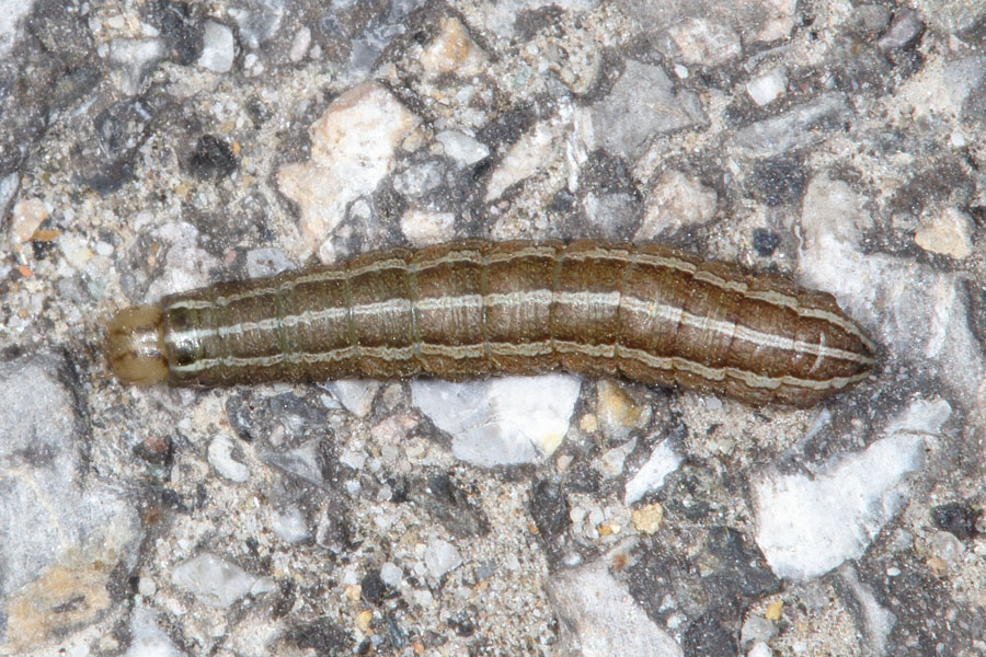 Tholera decimalis - Weißgerippte Loicheule, Raupe