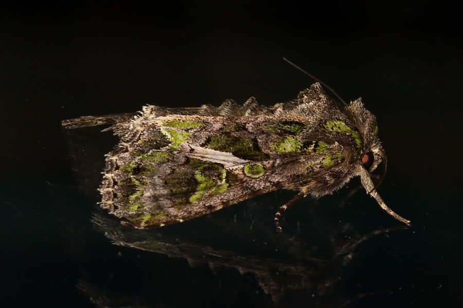 Trachea atriplicis - Meldeneule, Falter auf Glasscheibe