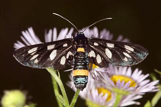 Amata phegea - Weißfleckwidderchen, Falter