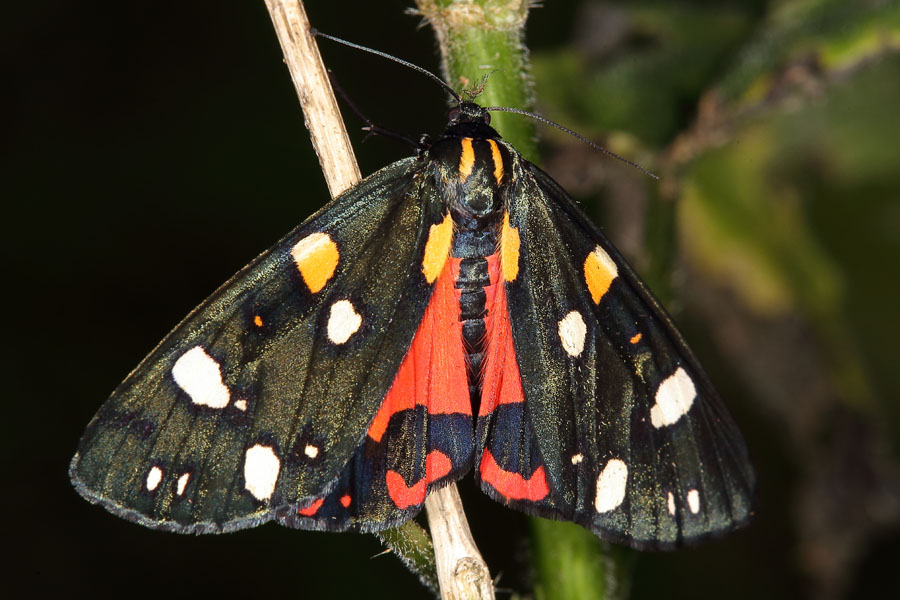 Callimorpha dominula - Schönbär, Falter