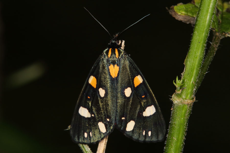 Callimorpha dominula - Schönbär, Falter