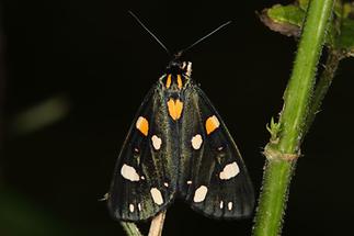 Callimorpha dominula - Schönbär, Falter (2)