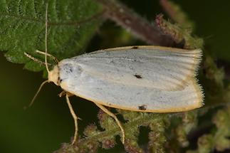 Cybosia mesomella - Elfenbein-Flechtenbärchen, Weibchen (1)