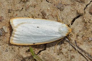 Cybosia mesomella - Elfenbein-Flechtenbärchen, Weibchen (2)