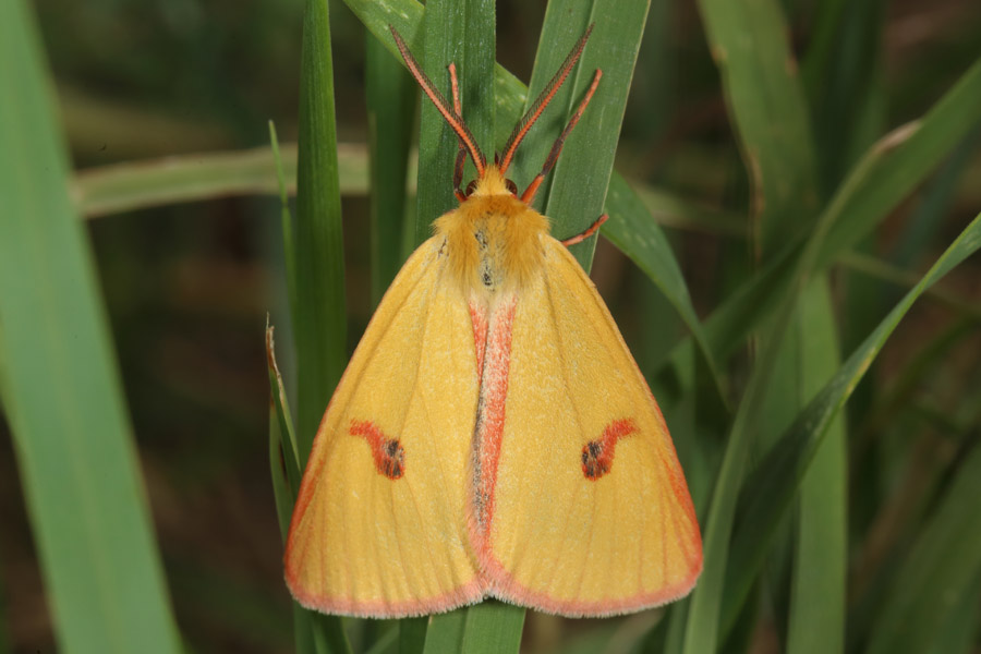 Diacrisia sannio - Rotrandbär, Falter, Männchen