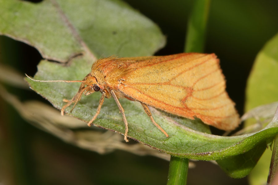 Diacrisia sannio - Rotrandbär, Weibchen