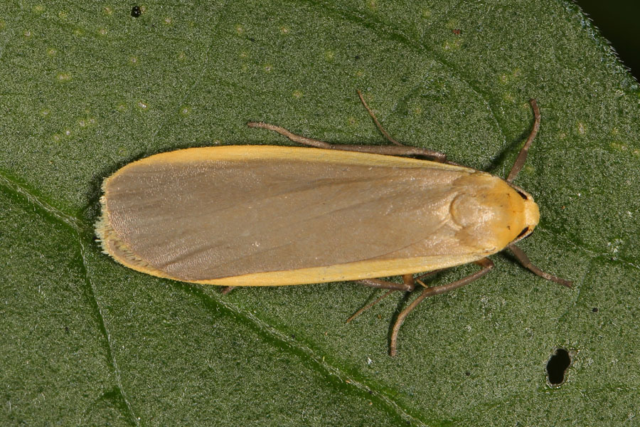 Eilema depressa - Nadelwald-Flechtenbärchen, Falter