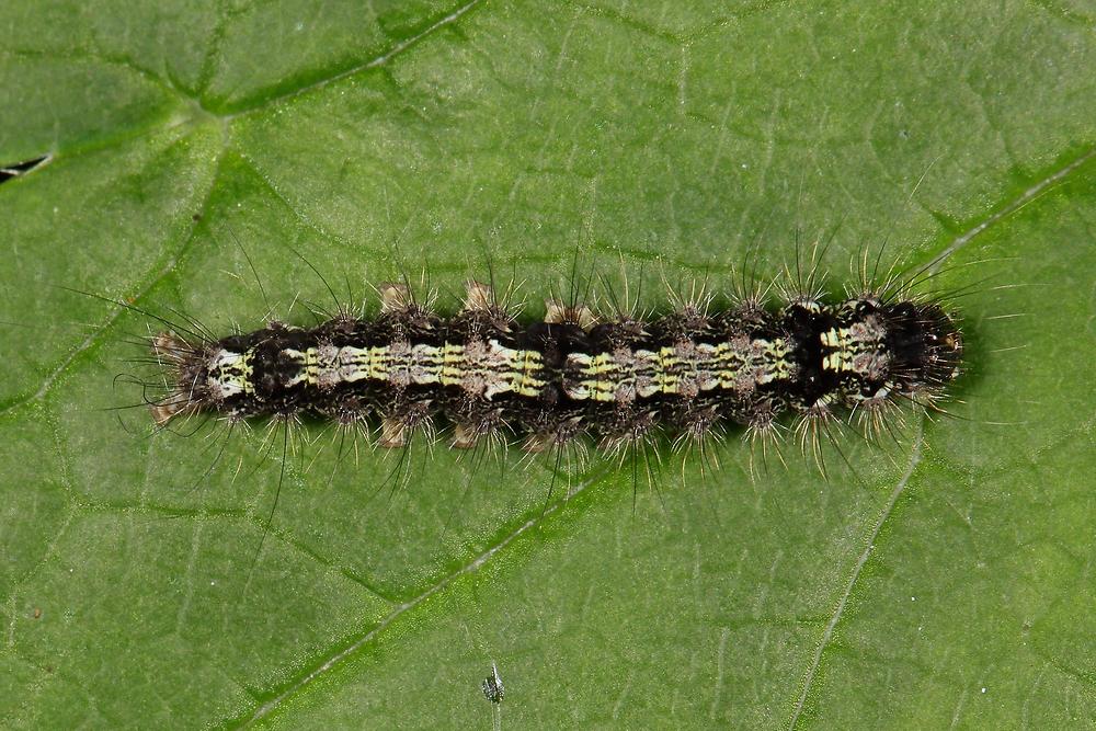 Eilema depressa - Nadelwald-Flechtenbärchen, Raupe