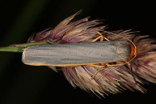 Eilema lurideola - Grauleib-Flechtenbärchen, Falter