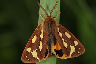 Hyphoraia aulica - Hofdame, Falter, Männchen